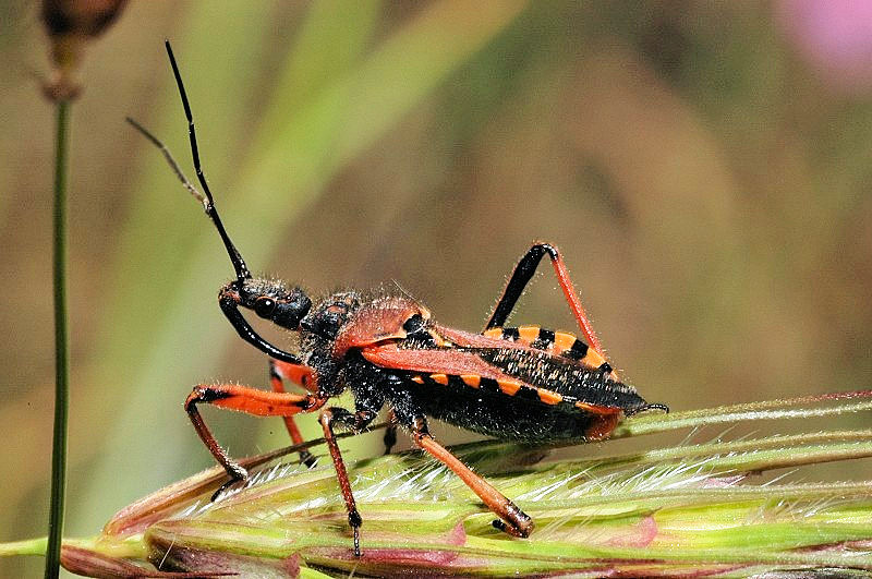 Un vecchio amico, Rhynocoris iracundus